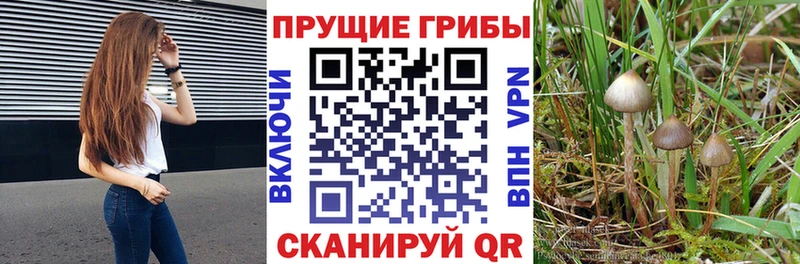 Псилоцибиновые грибы прущие грибы  где купить наркотик  OMG рабочий сайт  Гусев 